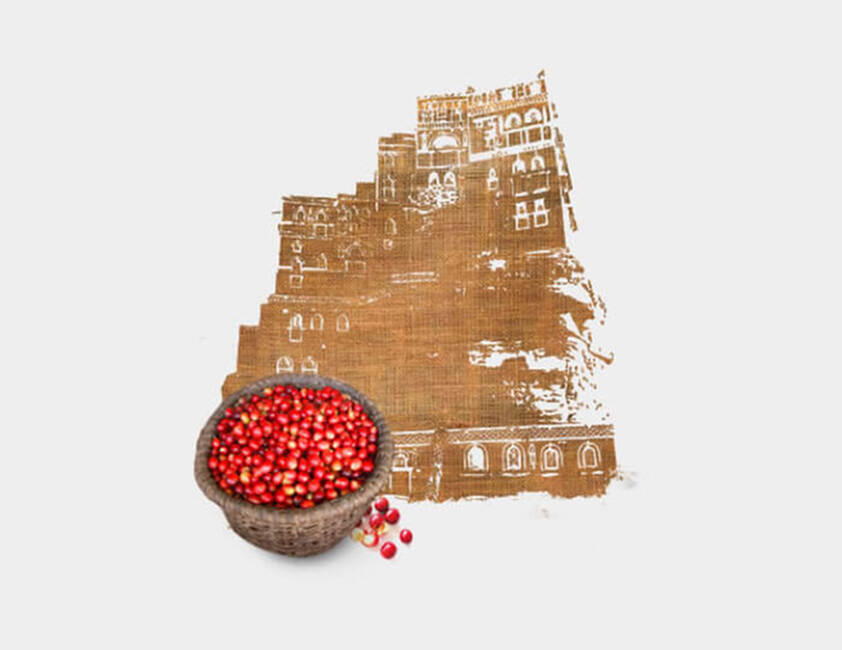  Cultivated in Yemen}