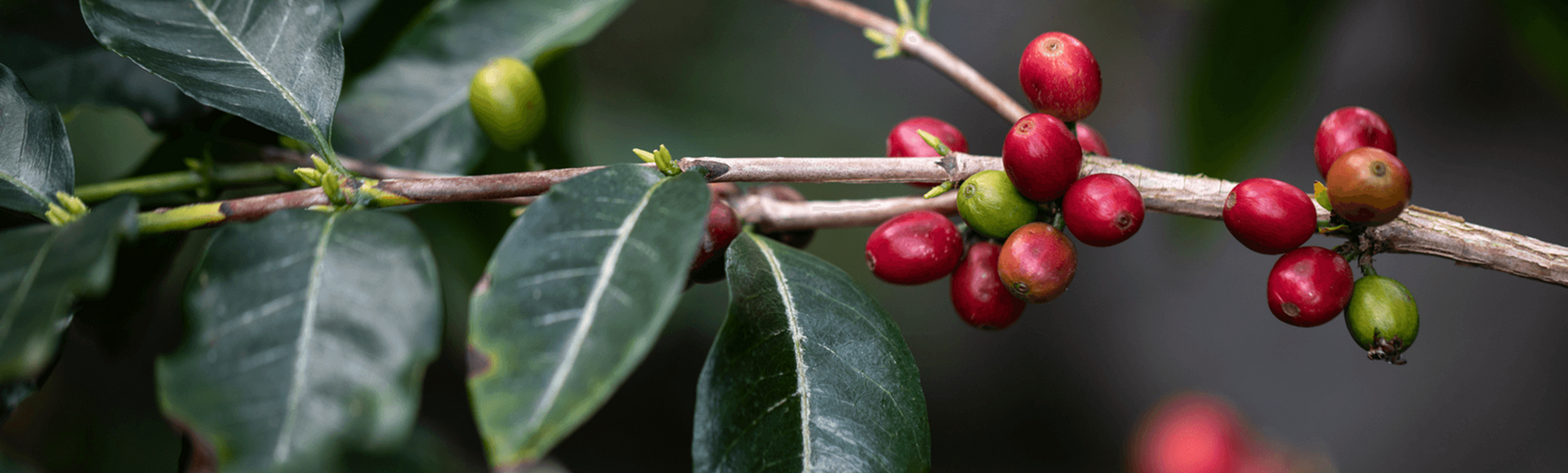  History of coffee   Behind every Delta Q moment, there’s a long history... 